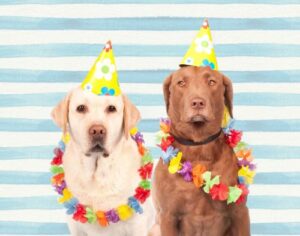funny happy birthday images