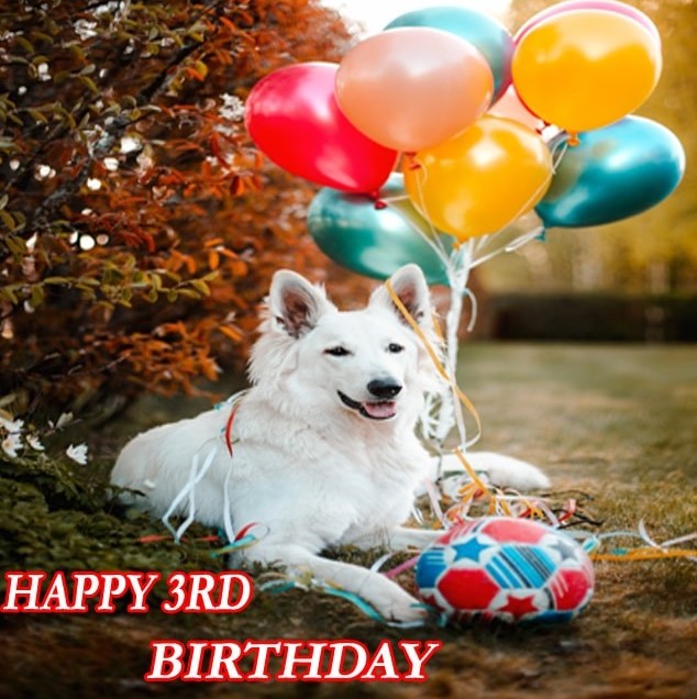 Dog Happy 3Rd Birthday Images