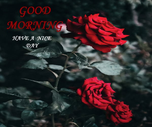 Good Morning Photo HD