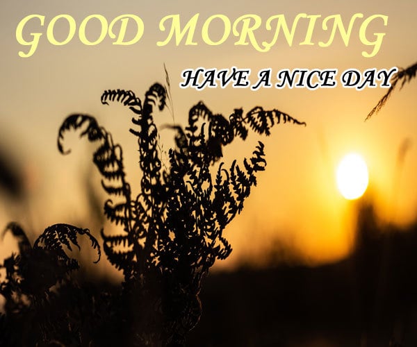 40+Latest Beautiful Good Morning Images [Best Collection] - Happy ...