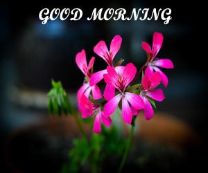 Best Good Morning Images 1080p 1080p Download