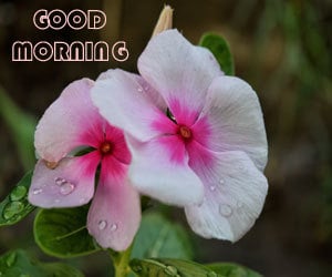 Download Good Morning Images 1080p