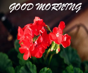 Download Good Morning Images Hd 1080p