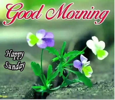 Good Morning Happy Sunday Images HD Download