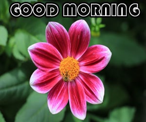 Good Morning Image Free 1080p Download