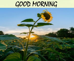 Good Morning Image Hd 1080p Download