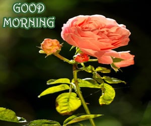 Good Morning Images 1080p Download Hd