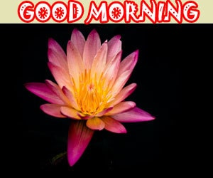 Good Morning Images 1080p Download