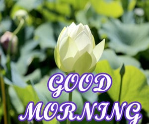 Good Morning Images HD 1080p Download 2021