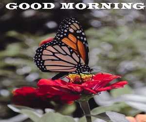 Good Morning Images Hd 1080p Desktop