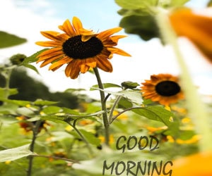 Good Morning Images Hd 1080p