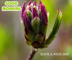 Good Morning Photos 1080p Download