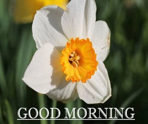 Good Morning Pictures 1080p HD Download