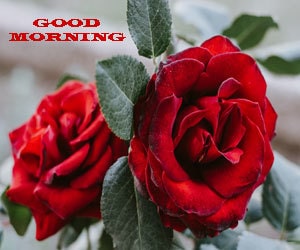 Good Morning Rose Images Hd 1080p