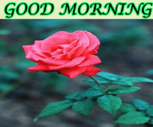 Wonderful Good Morning Images Hd 1080p Download