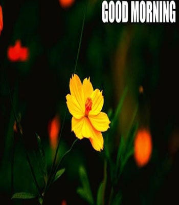 good morning image 31 good morning image