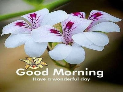 good morning image 7 good morning image