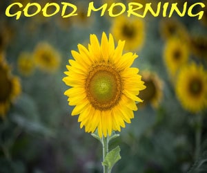 Wonderful 35+ Good Morning Images Hd 1080p Download!! - Happy Birthday ...