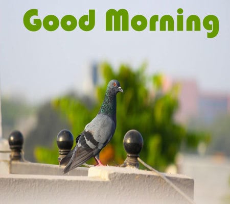 Best Good Morning Pics Hd