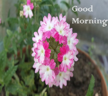 Good Morning Pictures Download