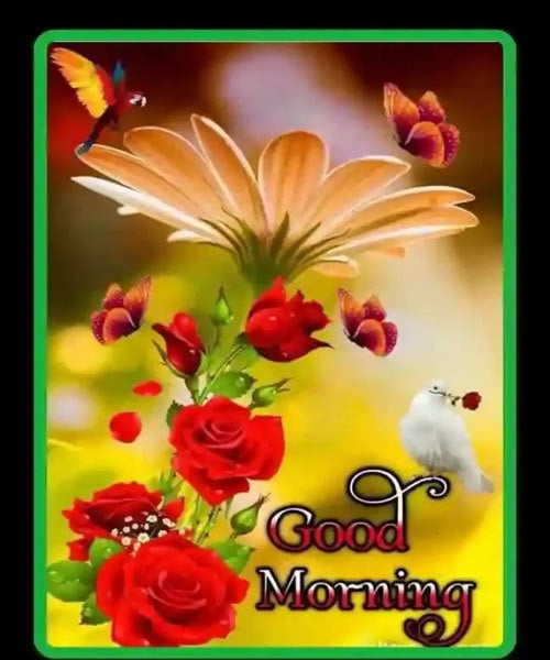 Good Morning Wishes Images Hd Download