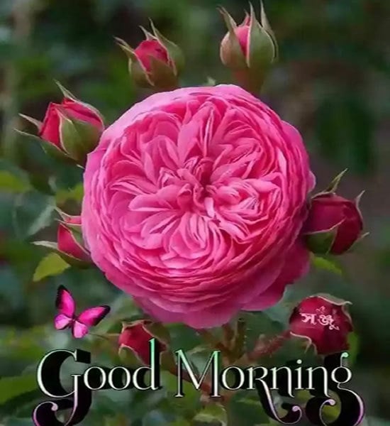Good Morning Wishes Images Hd