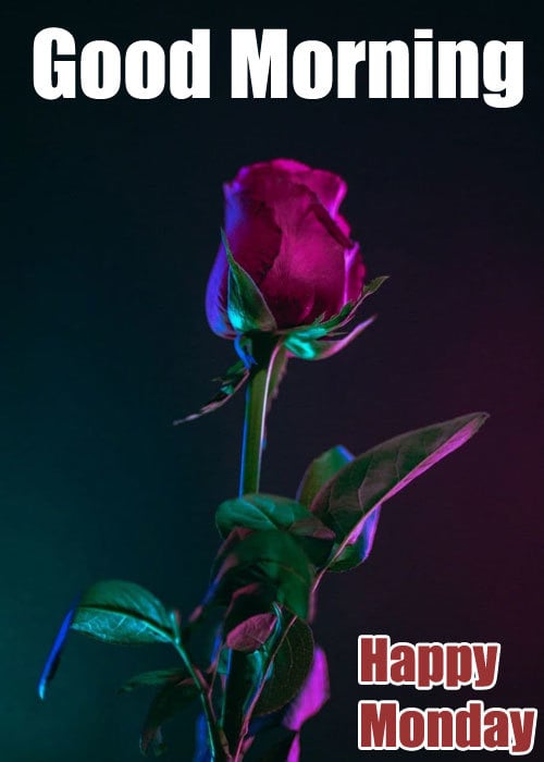 Happy Monday Good Morning HD Images Happy Monday Good Morning HD Images
