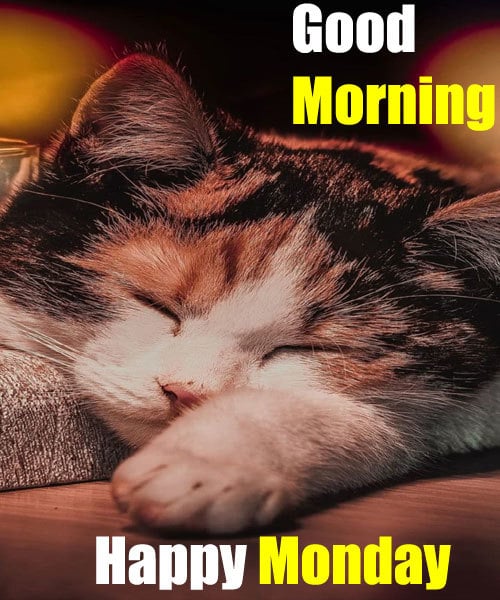 Happy Monday Good Morning Images Hd