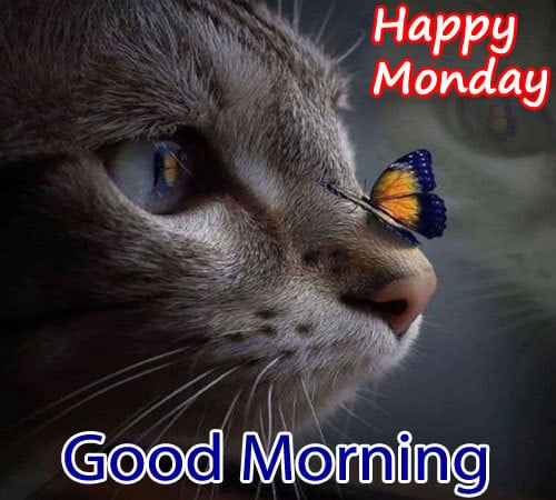 Happy Monday Good Morning Pictures