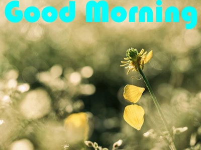 Hd Good Morning Wallpaper Download