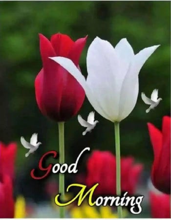 Hd Good Morning Wishes Download