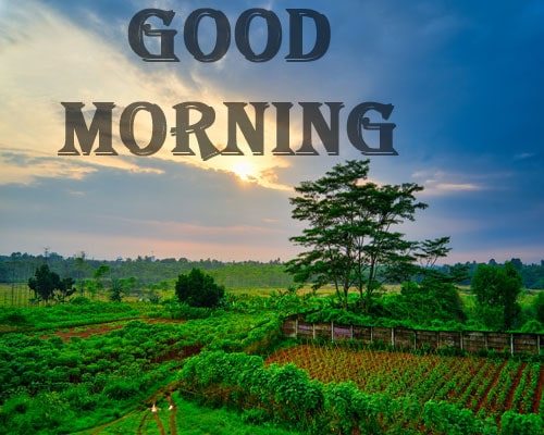 nature good morning images hd 