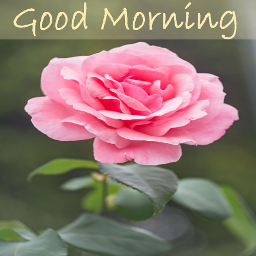 nature good morning images hd 