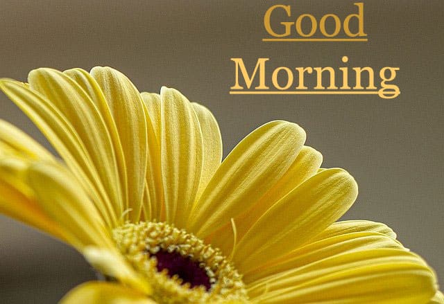 Awesome Good Morning Images Hd 1080p Download 2021