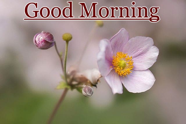 Download Good Morning Images HD 1080p