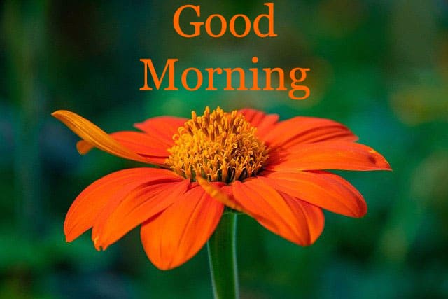 Good Morning Images HD 1080p Download