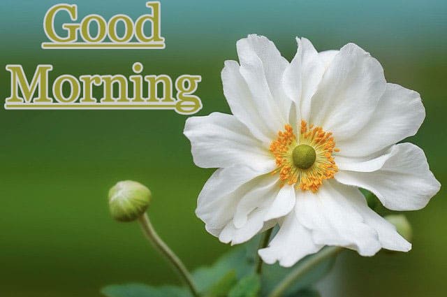Good Morning Images HD Download
