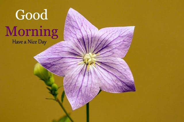 Good Morning Images Hd 1080p Download