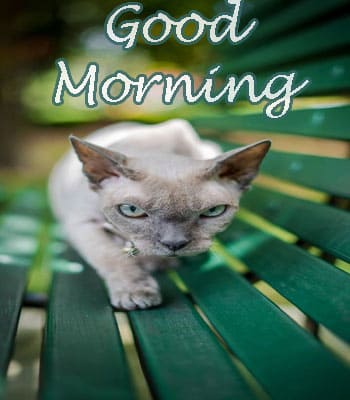 Best 50+ Beautiful Good Morning Images HD Download 2023 - Happy ...