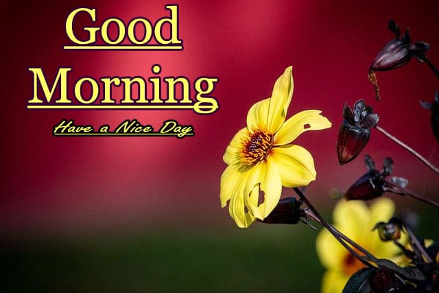 Good Morning Photo HD Download