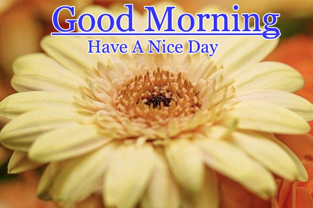 Good Morning Pictures Download