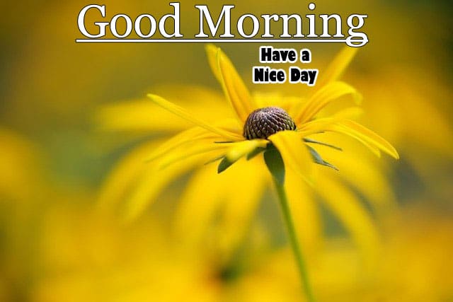 Good Morning WIshes Images HD 1080p