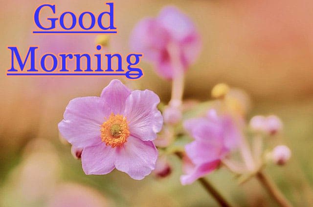 Good Morning Wallpaper Download