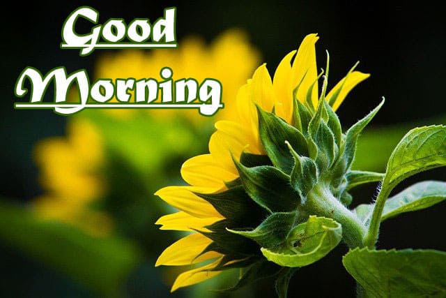 Good Morning Wishes HD 1080p Download