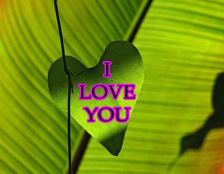 I Love You Photo Download