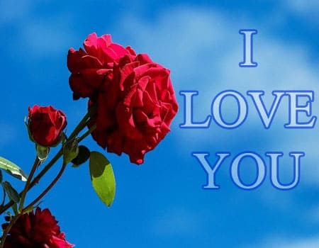 I love You Pics Photo With Rose