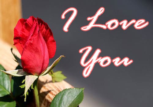 I love you Wallpaper With Red Rose