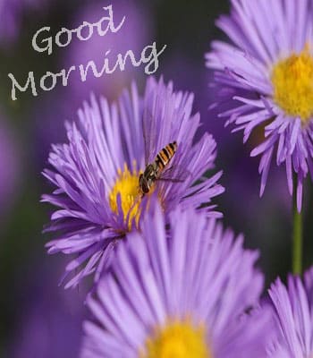 Lovely Good Morning Images HD