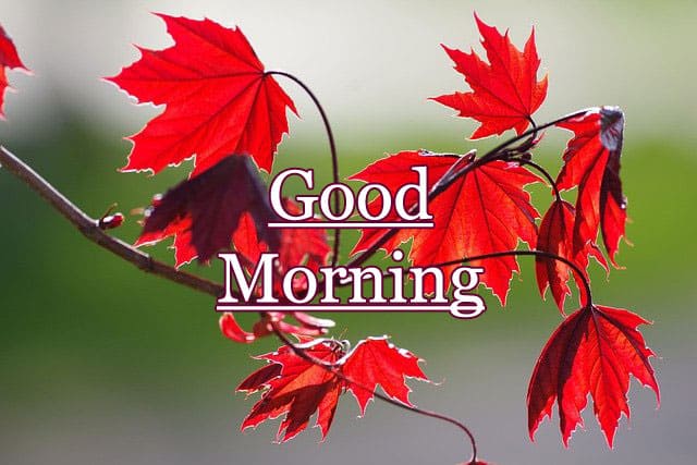 New Good Morning WIshes Photos HD 1080p