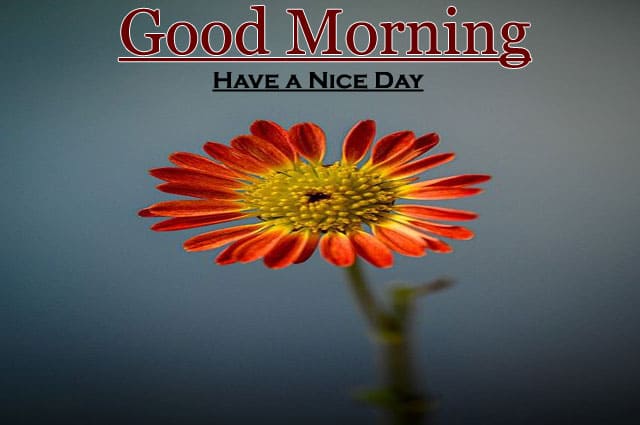 Top Good Morning Images HD 1080p Download